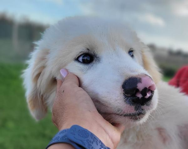 Cesare, cucciolo dal nasino maculato ❣️ Foto 3